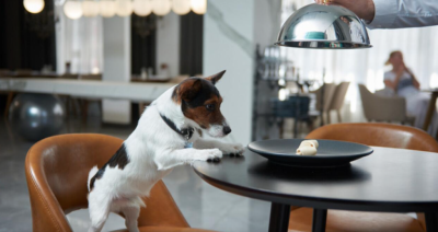 Dog-friendly: let your pet to join your travel