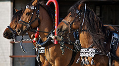 Horses